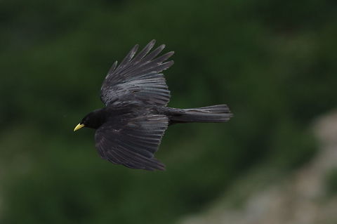 Alpine chough (Pyrrhocorax graculus) Path to the Lac de Melo, Vallée de la Restonica, Corsica. 10 July 2016 Alpine chough,France,Geotagged,Pyrrhocorax graculus,Summer