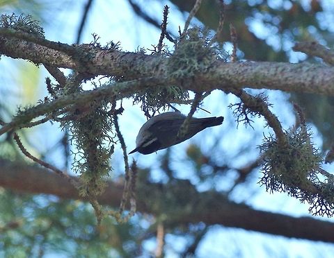 Corsican nuthatch (Sitta whiteheadi) Col de Sorba, Corsica. 11 July 2016 Corsican nuthatch,France,Geotagged,Sitta whiteheadi,Summer