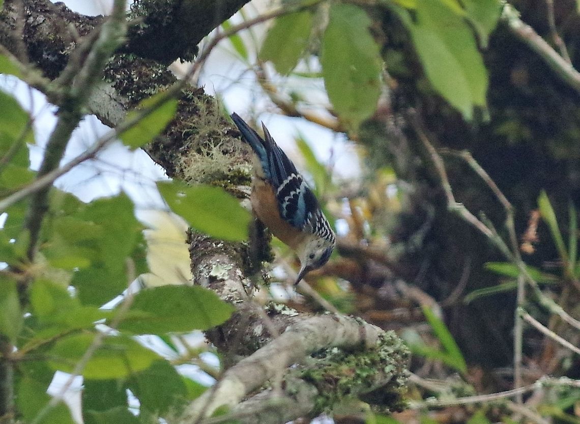 Beautiful nuthatch (Sitta formosa) Dhakphel road, Zhemgang, Bhutan. May 2, 2015. Beautiful nuthatch,Bhutan,Geotagged,Sitta formosa,Spring