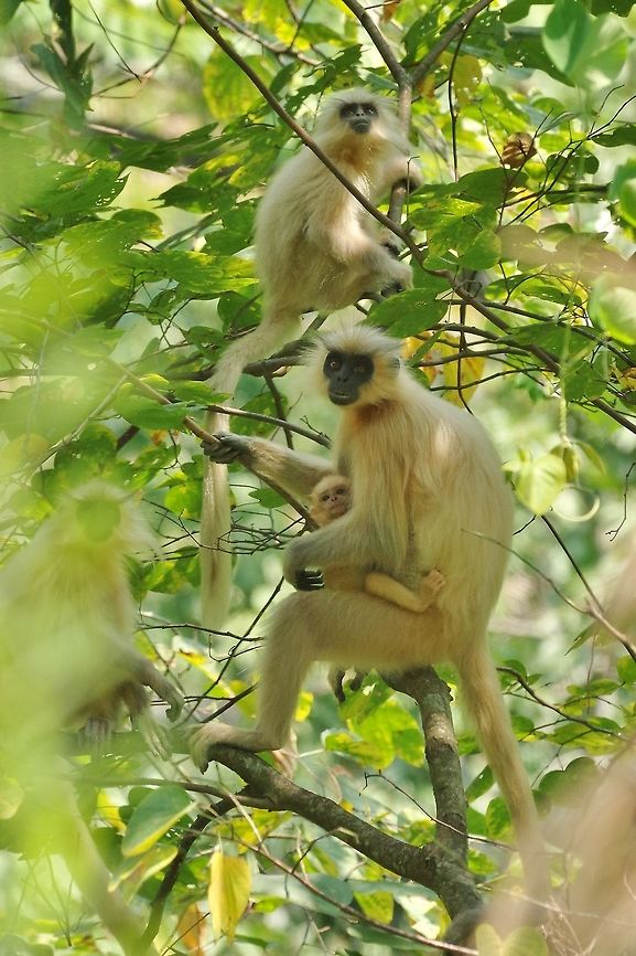 Gee's golden langur (Trachypithecus geei) Gomphu road, Royal Manas National Park, Zhemgang, Bhutan. May 6, 2015. Bhutan,Gees golden langur,Geotagged,Spring,Trachypithecus geei