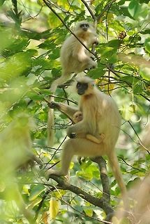 Gee's golden langur (Trachypithecus geei) Gomphu road, Royal Manas National Park, Zhemgang, Bhutan. May 6, 2015. Bhutan,Gees golden langur,Geotagged,Spring,Trachypithecus geei