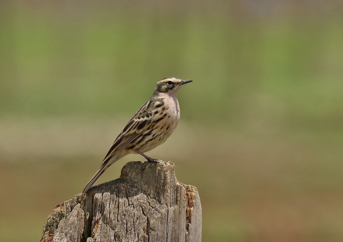 Rosy pipit (Anthus roseatus) Kurjey Lhakang, Jakar, Bumthang province, Bhutan. April 26, 2015. Anthus roseatus,Bhutan,Geotagged,Rosy pipit,Spring