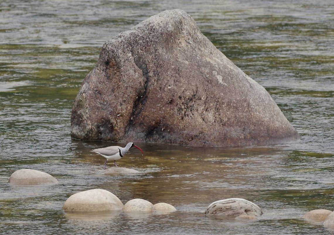 Ibisbill (Ibidorhyncha struthersii) Bumthang Chu, Jakar, Bumthang province, Bhutan. April 26, 2015 Bhutan,Geotagged,Ibidorhyncha struthersii,Ibisbill,Spring