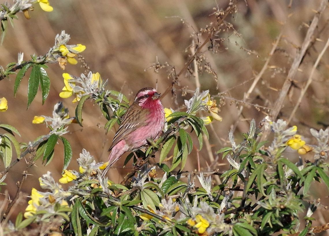 Himalayan white-browed rosefinch (Carpodacus thura) Chele La, Paro province, Bhutan. May 10, 2015 Bhutan,Carpodacus thura,Geotagged,Himalayan white-browed rosefinch,Spring