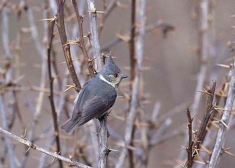 Grey-crested Tit (Parus dichrous) Chele La, Paro province, Bhutan. May 10, 2015 Bhutan,Geotagged,Grey crested tit,Lophophanes dichrous,Spring