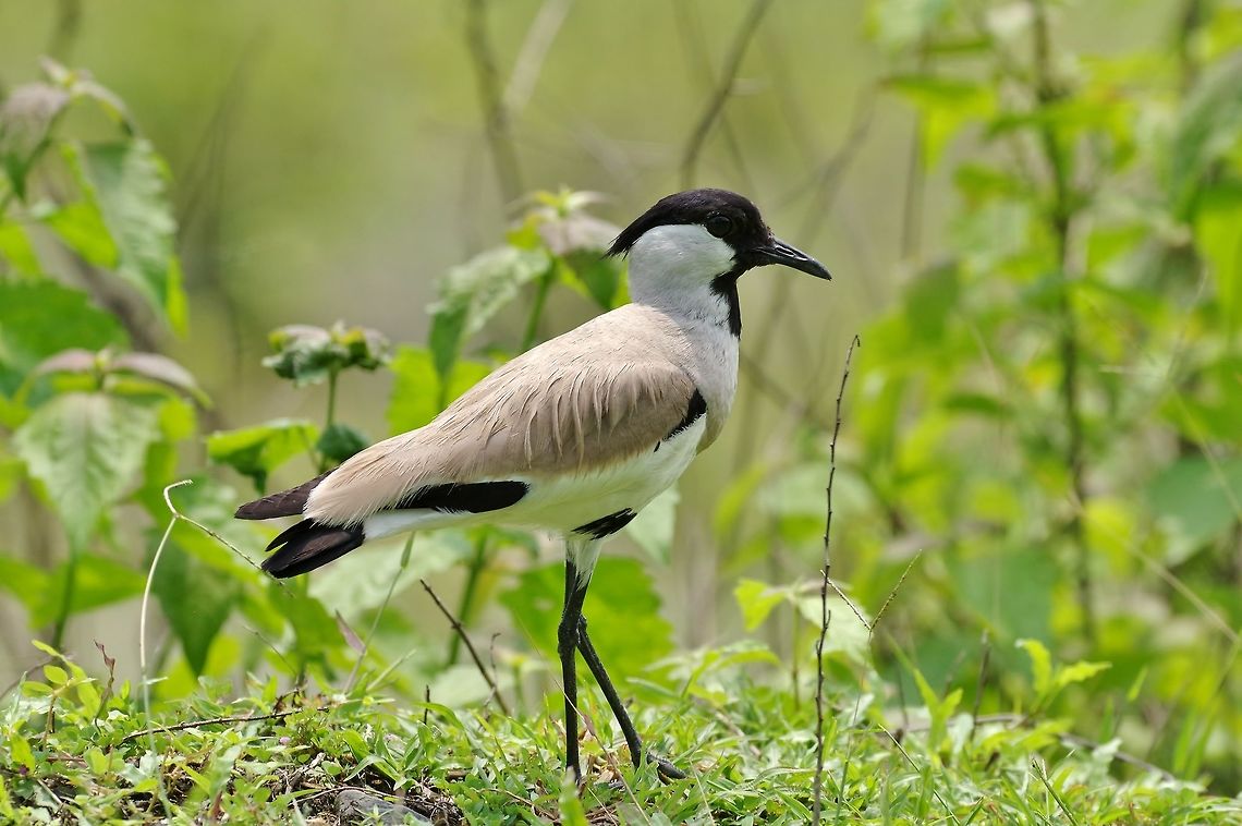 River Lapwing (Vanellus duvaucelii) Gelephu-Sarpang road, Sarpang province, Bhutan. May 7, 2015 Bhutan,Geotagged,River lapwing,Spring,Vanellus duvaucelii