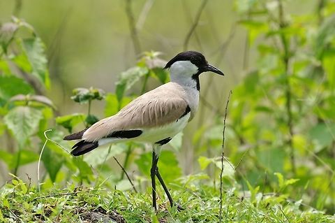 River Lapwing (Vanellus duvaucelii) Gelephu-Sarpang road, Sarpang province, Bhutan. May 7, 2015 Bhutan,Geotagged,River lapwing,Spring,Vanellus duvaucelii