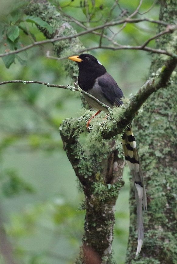 Yellow-billed blue magpie (Urocissa flavirostris) Trongsa road, Bhutan. May 1, 2015 Bhutan,Geotagged,Spring,Urocissa flavirostris,yellow-billed blue magpie