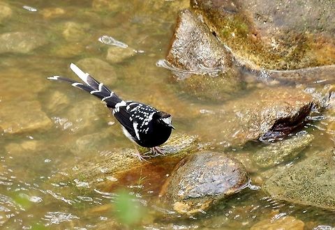 Spotted forktail (Enicurus maculatus) Mangde Chu, Trongsa, Bhutan. May 1, 2015 Bhutan,Enicurus maculatus,Geotagged,Spring,spotted forktail