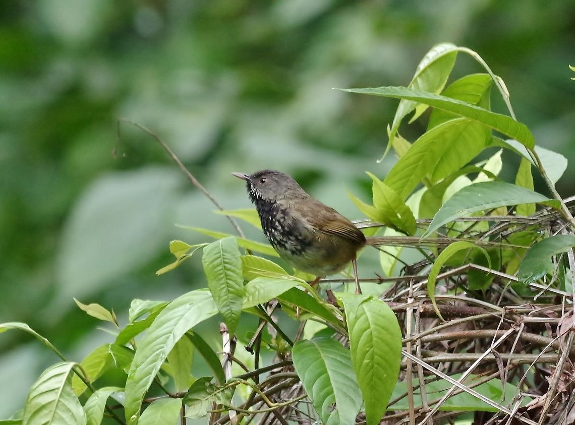 Black-throated prinia (Prinia atrogularis) Dhakphel road, Zhemgang province, Bhutan. May 2, 2015 Bhutan,Black-throated prinia,Geotagged,Prinia atrogularis,Spring