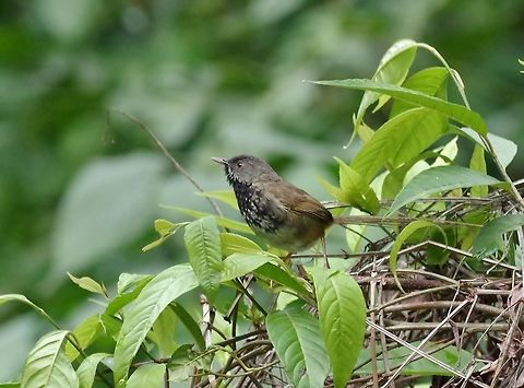 Black-throated prinia (Prinia atrogularis) Dhakphel road, Zhemgang province, Bhutan. May 2, 2015 Bhutan,Black-throated prinia,Geotagged,Prinia atrogularis,Spring