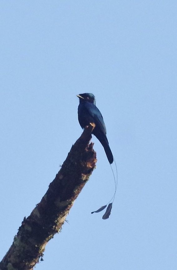 Lesser racket-tailed drongo (Dicrurus remifer) Dhakphel road, Zhemgang province, Bhutan. May 2, 2015 Bhutan,Dicrurus remifer,Geotagged,Lesser racket-tailed drongo,Spring
