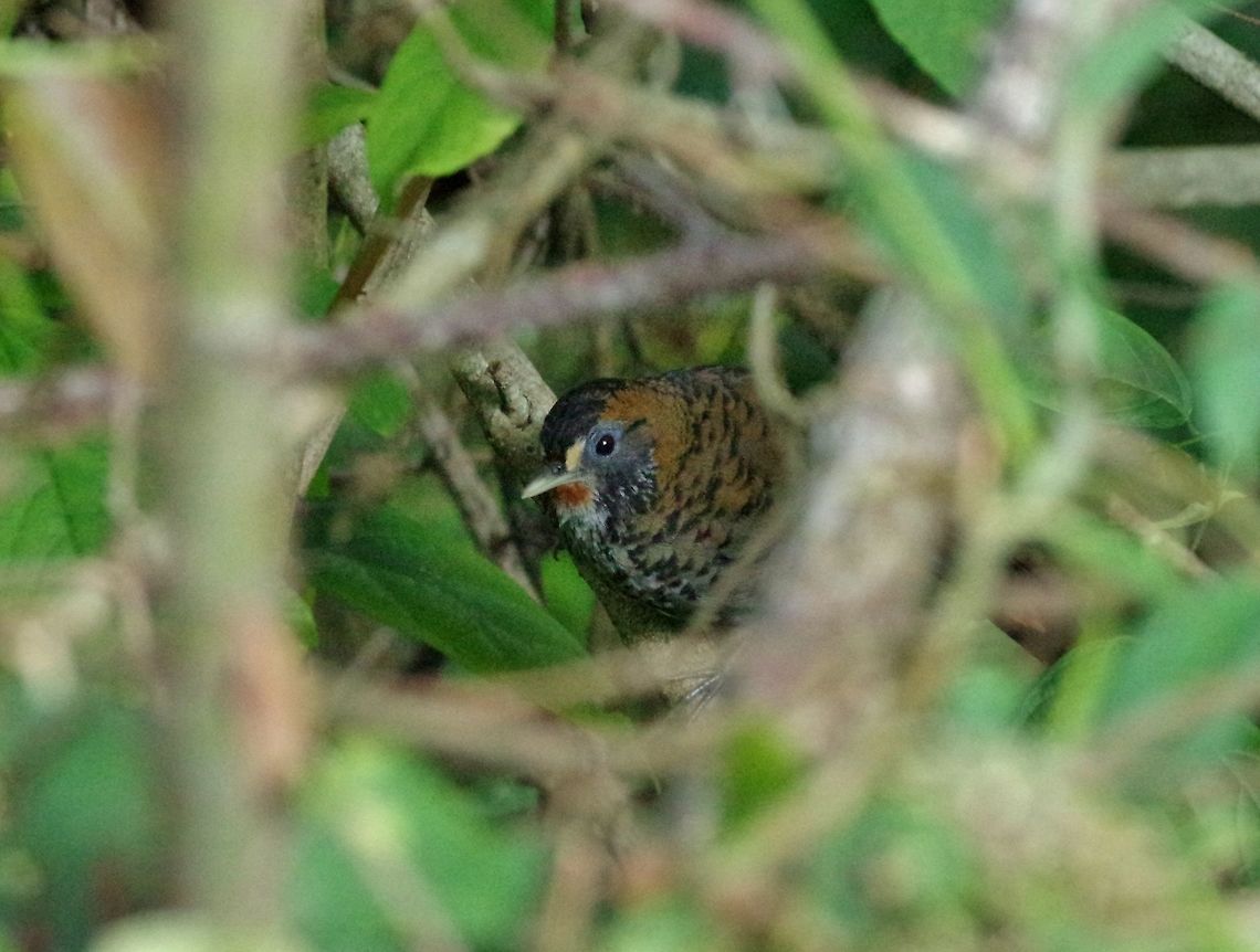 Rufous-chinned laughingthrush (Garrulax rufogularis) Dhakphel road, Zhemgang province, Bhutan. May 2, 2015 Bhutan,Garrulax rufogularis,Geotagged,Rufous-chinned laughingthrush,Spring