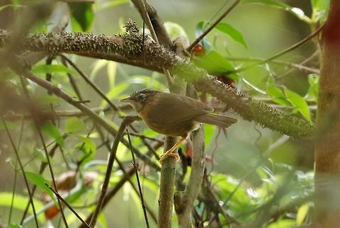 Grey-throated babbler (Stachyris nigriceps) Dhakphel road, Zhemgang province, Bhutan. May 2, 2015 Bhutan,Geotagged,Grey-throated babbler,Spring,Stachyris nigriceps