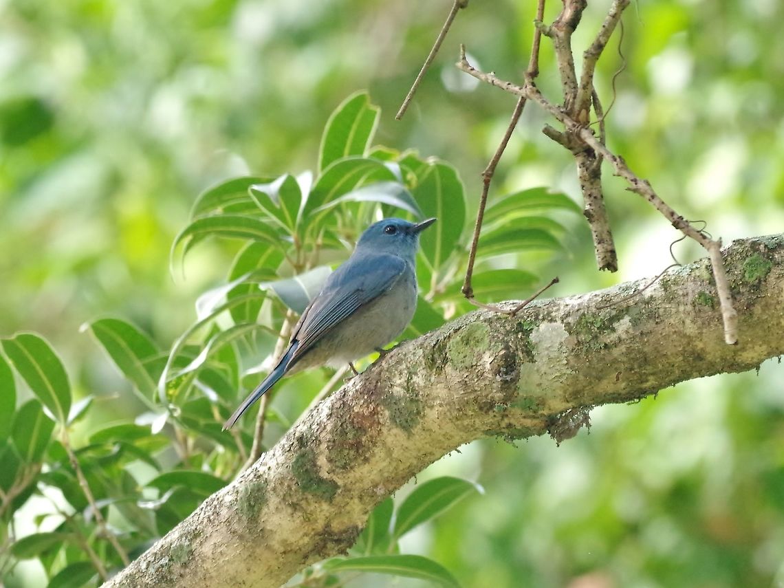 Pale blue-flycatcher (Cyornis unicolor) Dhakphel road, Zhemgang province, Bhutan. May 2, 2015 Bhutan,Cyornis unicolor,Geotagged,Pale blue flycatcher,Spring