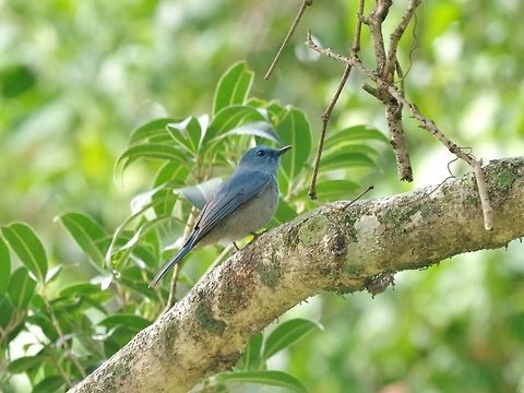 Pale blue-flycatcher (Cyornis unicolor) Dhakphel road, Zhemgang province, Bhutan. May 2, 2015 Bhutan,Cyornis unicolor,Geotagged,Pale blue flycatcher,Spring