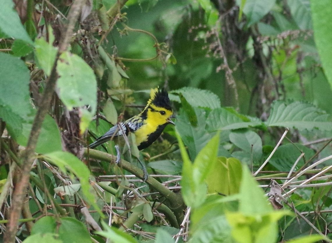 Yellow-cheeked tit (Machlolophus spilonotus) Dhakphel road, Zhemgang province, Bhutan. May 2, 2015 Bhutan,Geotagged,Machlolophus spilonotus,Spring,Yellow-cheeked tit