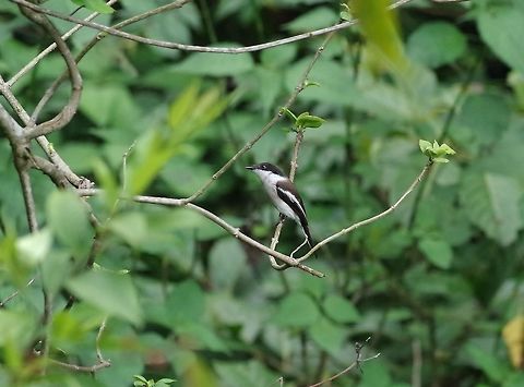 Bar-winged flycatcher-shrike (Hemipus picatus) Dhakphel road, Zhemgang province, Bhutan. May 2, 2015 Bar-winged flycatcher-shrike,Bhutan,Geotagged,Hemipus picatus,Spring