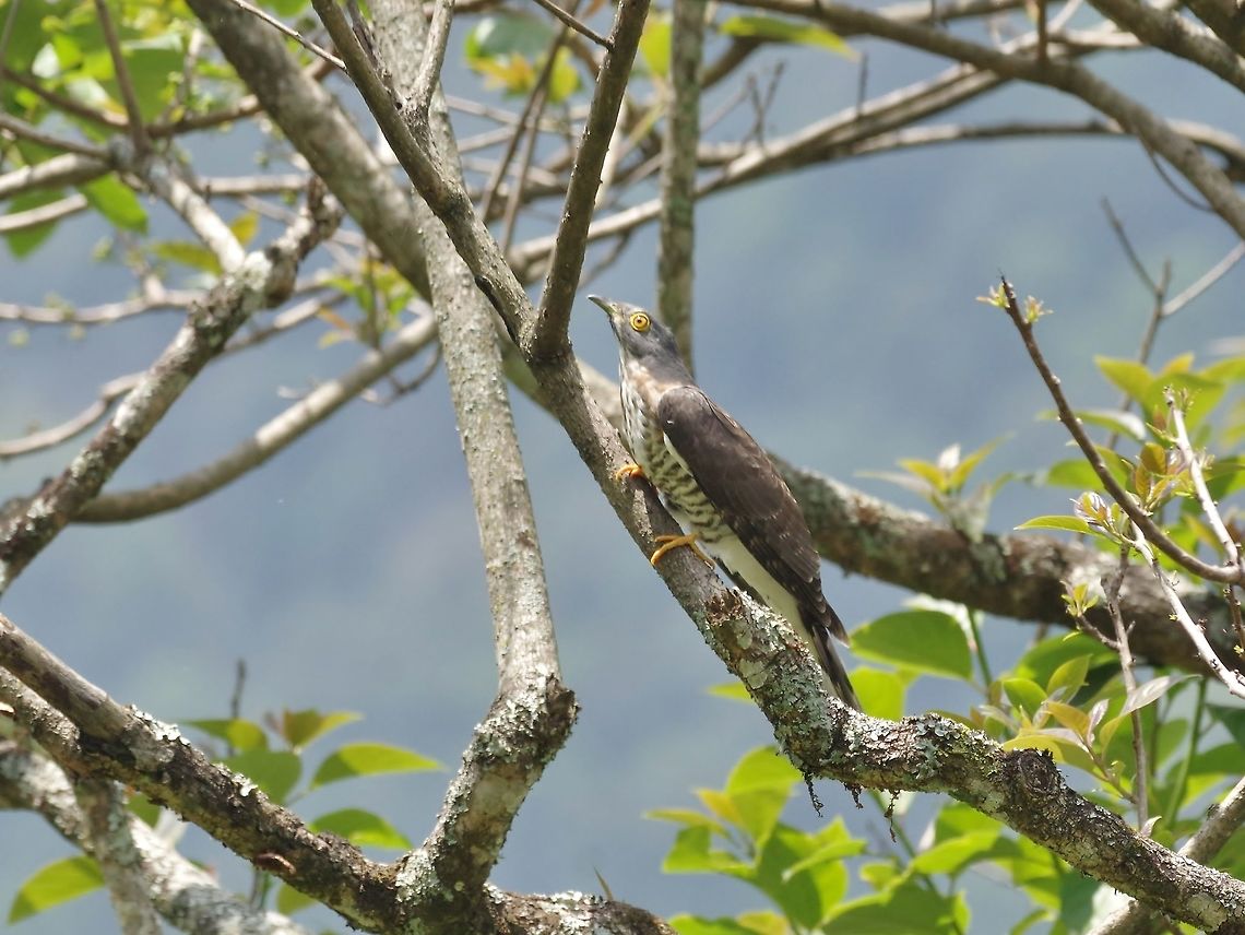 Large hawk-cuckoo (Hierococcyx sparverioides) Dhakphel road, Zhemgang province, Bhutan. May 2, 2015 Bhutan,Geotagged,Hierococcyx sparverioides,Large hawk-cuckoo,Spring