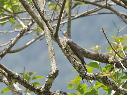 Large hawk-cuckoo (Hierococcyx sparverioides) Dhakphel road, Zhemgang province, Bhutan. May 2, 2015 Bhutan,Geotagged,Hierococcyx sparverioides,Large hawk-cuckoo,Spring