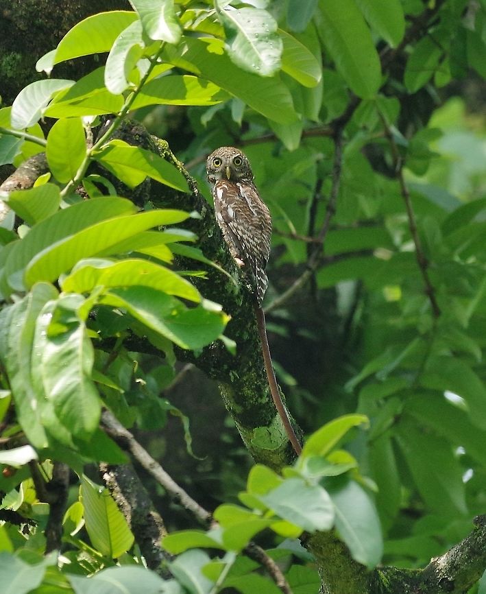 Asian barred owlet (Glaucidium cuculoides) Gelephu, Bhutan. May 7, 2015 Asian barred owlet,Bhutan,Geotagged,Glaucidium cuculoides,Spring
