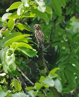 Asian barred owlet (Glaucidium cuculoides) Gelephu, Bhutan. May 7, 2015 Asian barred owlet,Bhutan,Geotagged,Glaucidium cuculoides,Spring