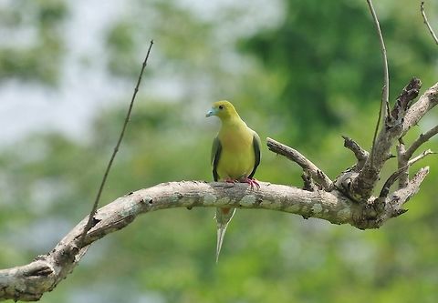 Pin-tailed green pigeon (Treron apicauda) Gelephu, Bhutan. May 7, 2015 Bhutan,Geotagged,Pin-tailed green pigeon,Spring,Treron apicauda