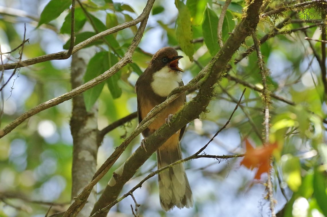 White-throated laughingthrush (Garrulax albogularis) Dochu La Royal Botanical Park, Bhutan. May 8, 2015 Bhutan,Garrulax albogularis,Geotagged,Spring,White-throated laughingthrush