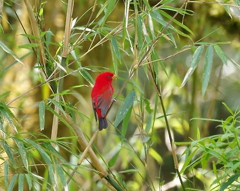 Scarlet finch (Carpodacus sipahi) Dochu La Royal Botanical Park, Bhutan. May 8, 2015 Bhutan,Carpodacus sipahi,Geotagged,Scarlet finch,Spring