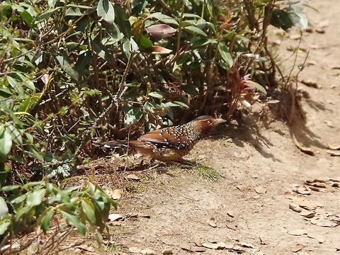 Spotted laughingthrush (Garrulax ocellatus) Hike to Paro Taktsang, Bhutan. May 9, 2015 Bhutan,Garrulax ocellatus,Geotagged,Spotted laughingthrush,Spring