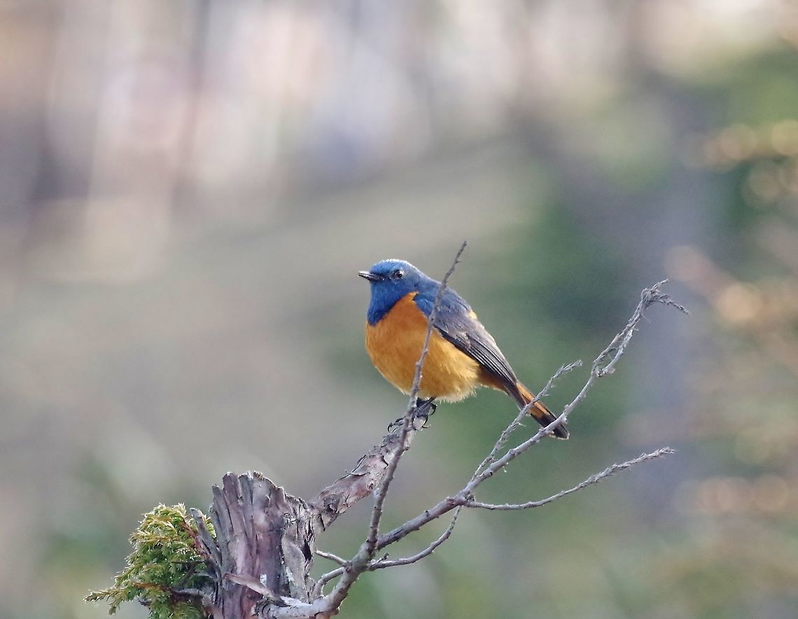 Blue-fronted redstart (Phoenicurus frontalis) Chele La, Bhutan. May 10, 2015 Bhutan,Blue-fronted redstart,Geotagged,Phoenicurus frontalis,Spring