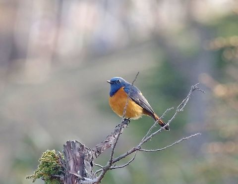 Blue-fronted redstart (Phoenicurus frontalis) Chele La, Bhutan. May 10, 2015 Bhutan,Blue-fronted redstart,Geotagged,Phoenicurus frontalis,Spring