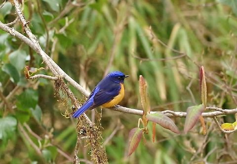 Rufous-bellied niltava (Niltava sundara) Dochu La Royal Botanical Park, Bhutan. April 22, 2015 Bhutan,Geotagged,Niltava sundara,Rufous-bellied niltava,Spring