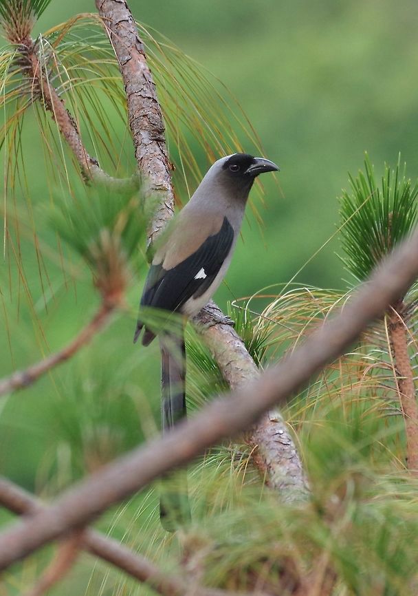 Grey treepie (Dendrocitta formosae) Punakha, Bhutan. Apr 23, 2015 Bhutan,Dendrocitta formosae,Geotagged,Grey treepie,Spring
