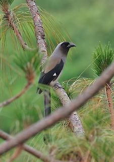 Grey treepie (Dendrocitta formosae) Punakha, Bhutan. Apr 23, 2015 Bhutan,Dendrocitta formosae,Geotagged,Grey treepie,Spring