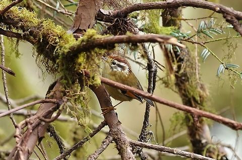 Rufous-winged fulvetta (Alcippe castaneceps) Dochu La, Bhutan. Apr 24, 2015 Alcippe castaneceps,Bhutan,Geotagged,Rufous-winged fulvetta,Spring