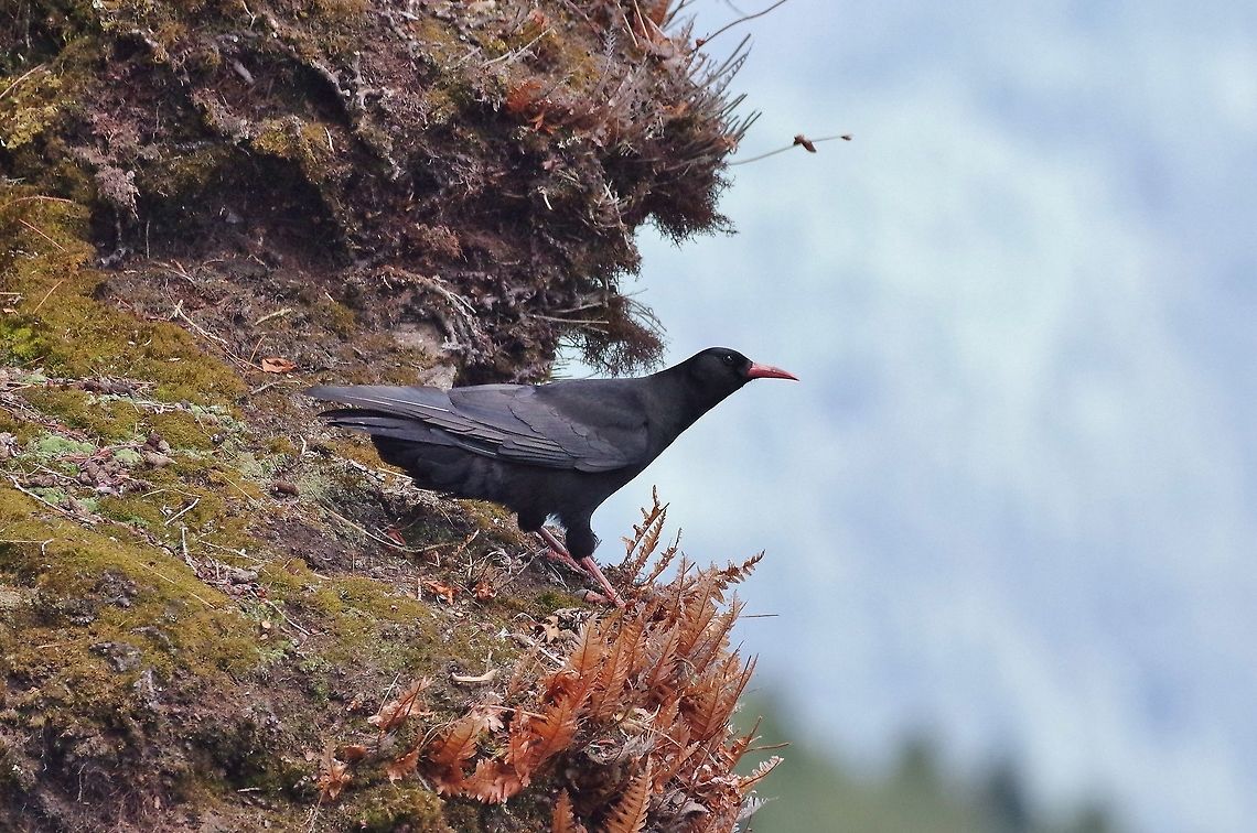 Red-billed chough (Pyrrhocorax pyrrhocorax) Hike to Kunzang Dra monastery, Jakar, Bhutan. Apr 27, 2015 Bhutan,Geotagged,Pyrrhocorax pyrrhocorax,Red-billed chough,Spring