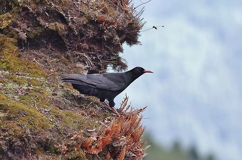 Red-billed chough (Pyrrhocorax pyrrhocorax) Hike to Kunzang Dra monastery, Jakar, Bhutan. Apr 27, 2015 Bhutan,Geotagged,Pyrrhocorax pyrrhocorax,Red-billed chough,Spring