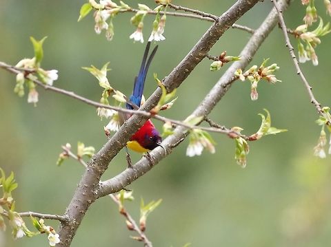 Mrs Gould's sunbird (Aethopyga gouldiae) Hike to Kunzang Dra monastery, Jakar, Bhutan. Apr 27, 2015 Aethopyga gouldiae,Bhutan,Geotagged,Mrs goulds sunbird,Spring