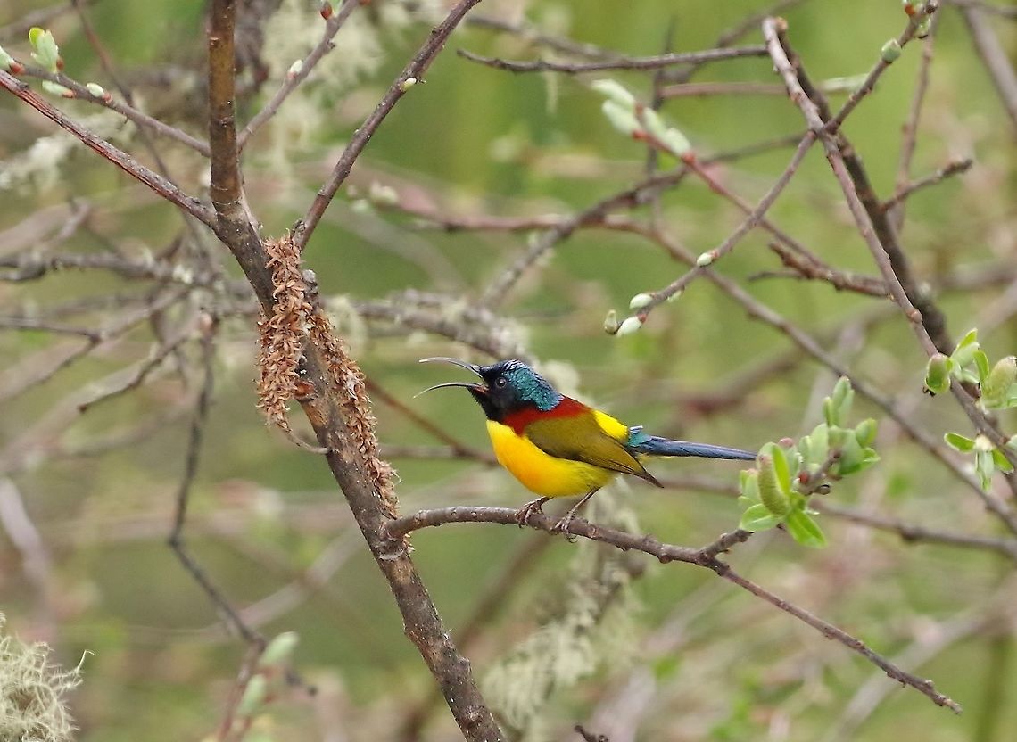 Green-tailed sunbird (Aethopyga nipalensis) Sheytang La, Ura, Bhutan. Apr 28, 2015. Aethopyga nipalensis,Bhutan,Geotagged,Green-tailed sunbird,Spring