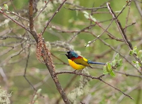 Green-tailed sunbird (Aethopyga nipalensis) Sheytang La, Ura, Bhutan. Apr 28, 2015. Aethopyga nipalensis,Bhutan,Geotagged,Green-tailed sunbird,Spring