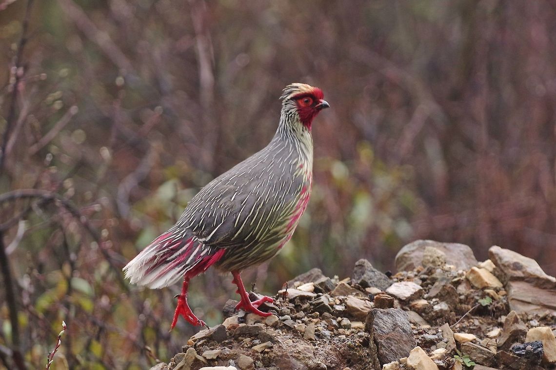 Blood pheasant (Ithaginis cruentus) Thrumshing La, Bhutan. Apr 29, 2015 Bhutan,Blood pheasant,Geotagged,Ithaginis cruentus,Spring
