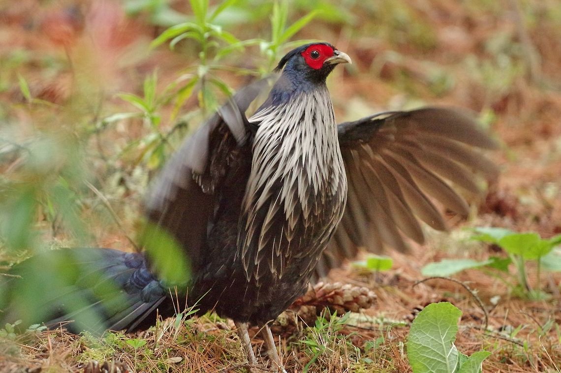 Kalij pheasant (Lophura leucomelanos) Road up to Chele La, Paro province, Bhutan. May 10, 2015.<br />
Subsp. melanota. Bhutan,Geotagged,Kalij pheasant,Lophura leucomelanos,Spring