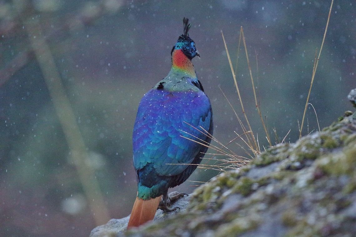 Himalayan monal (Lophophorus impejanus) Tharpaling monastery, Bumthang province, Bhutan. Apr 30, 2015 Bhutan,Geotagged,Himalayan Monal (Danphe),Lophophorus impejanus,Spring
