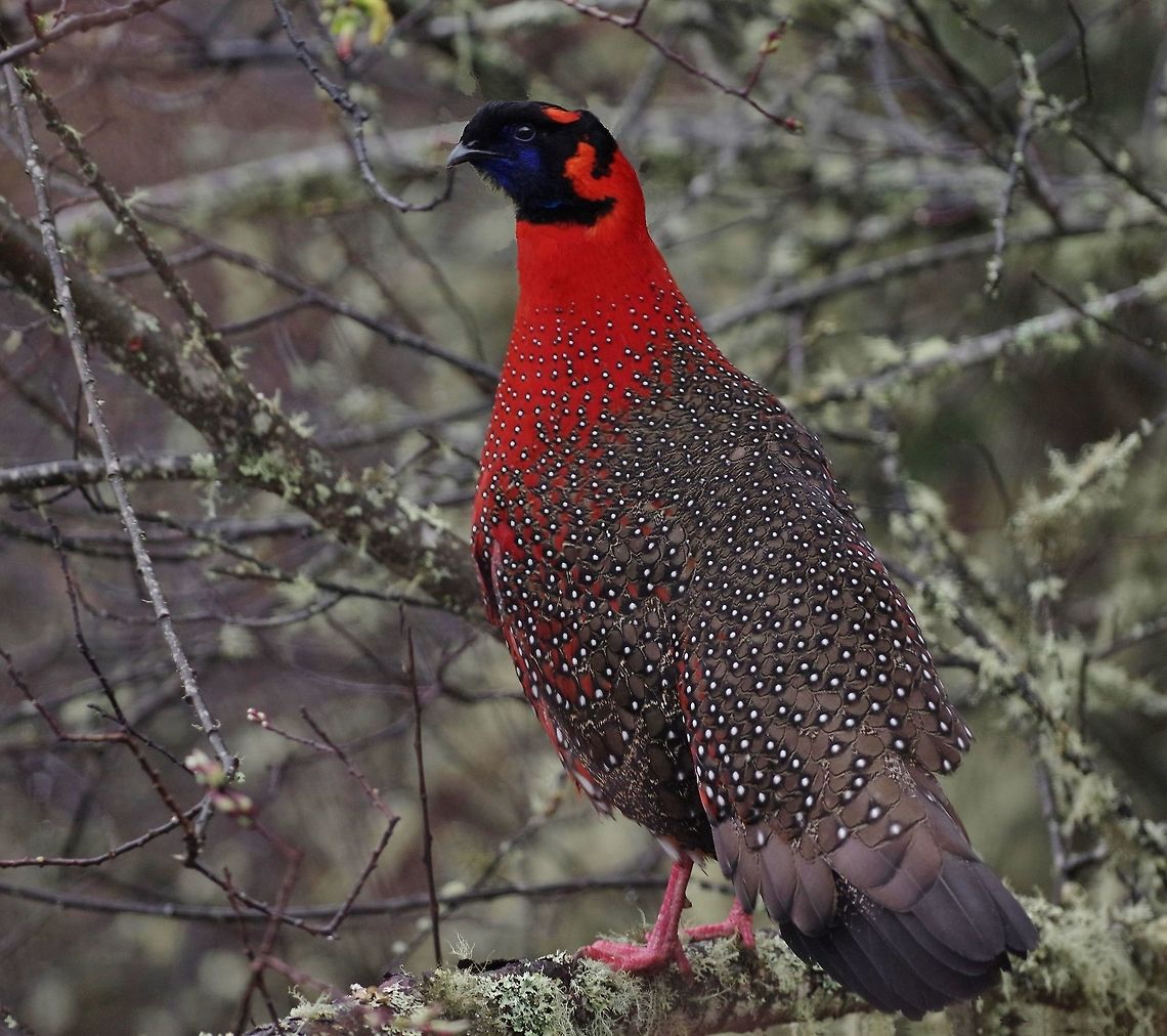 Satyr tragopan (Tragopan satyra) Thrumshing La, Bhutan. Apr 29, 2015 Bhutan,Geotagged,Satyr Tragopan,Spring,Tragopan satyra