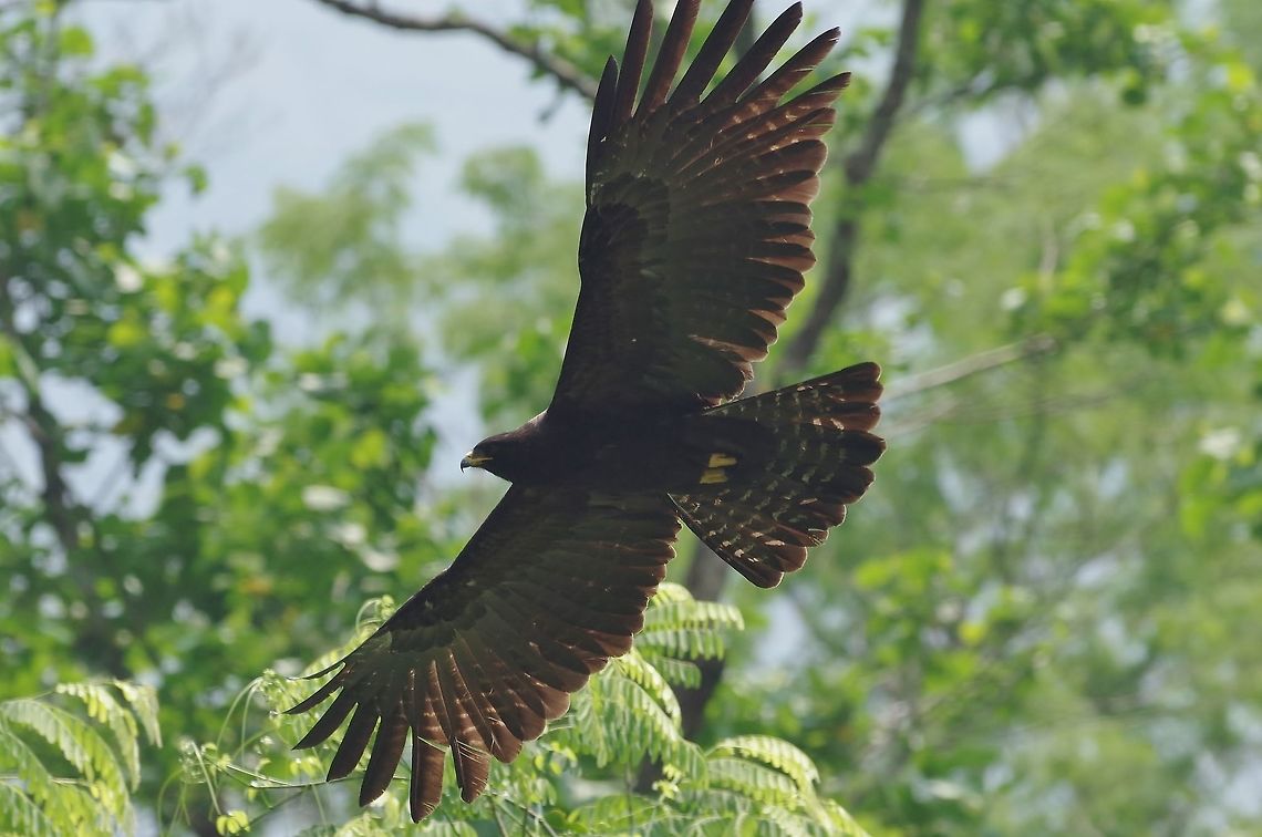 Black Eagle (Ictinaetus malayensis) Gelephu road, Bhutan. May 6, 2015 Bhutan,Black Eagle,Geotagged,Ictinaetus malayensis,Spring