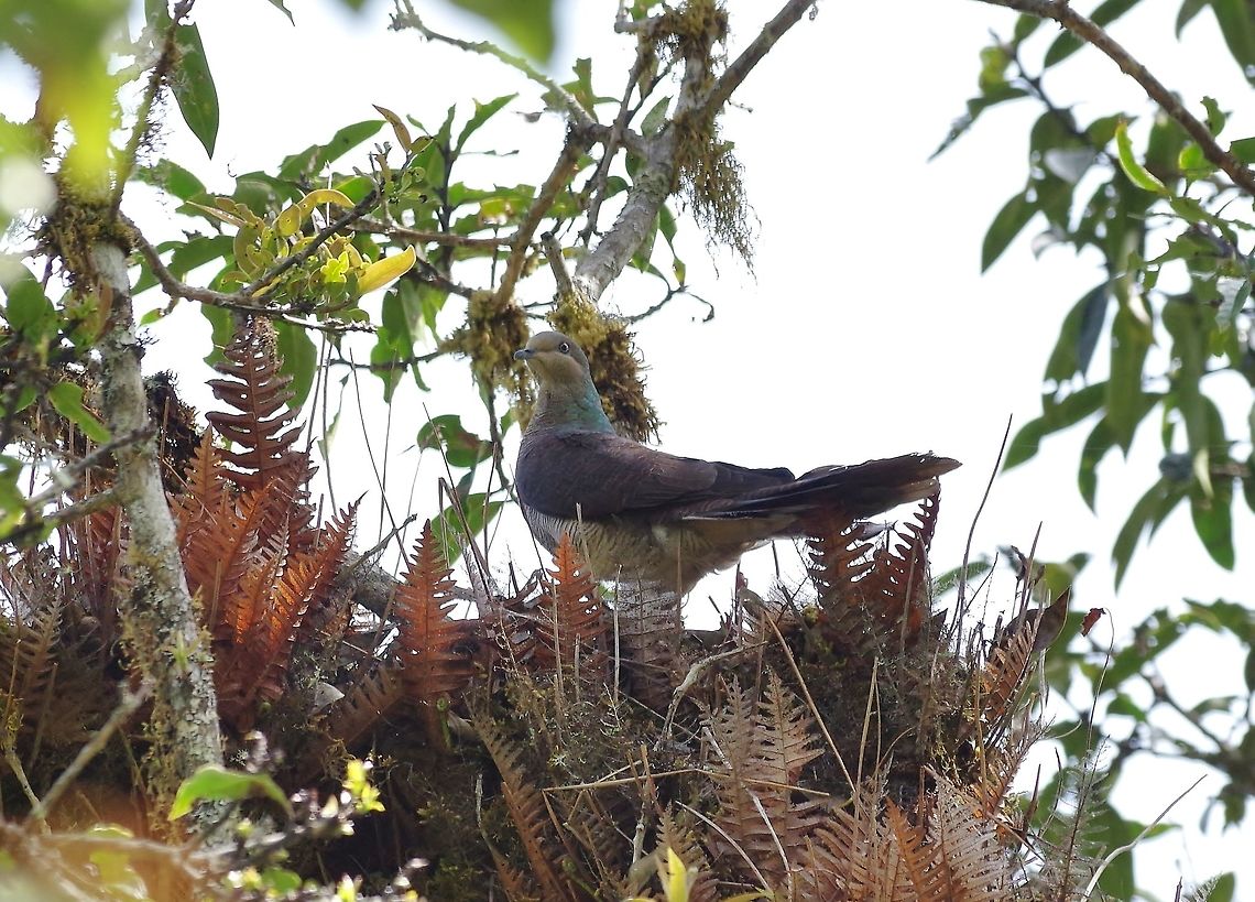 Barred cuckoo-dove (Macropygia unchall) Dochu La Royal Botanical Park, Bhutan. May 8, 2015 Barred cuckoo-dove,Bhutan,Geotagged,Macropygia unchall,Spring