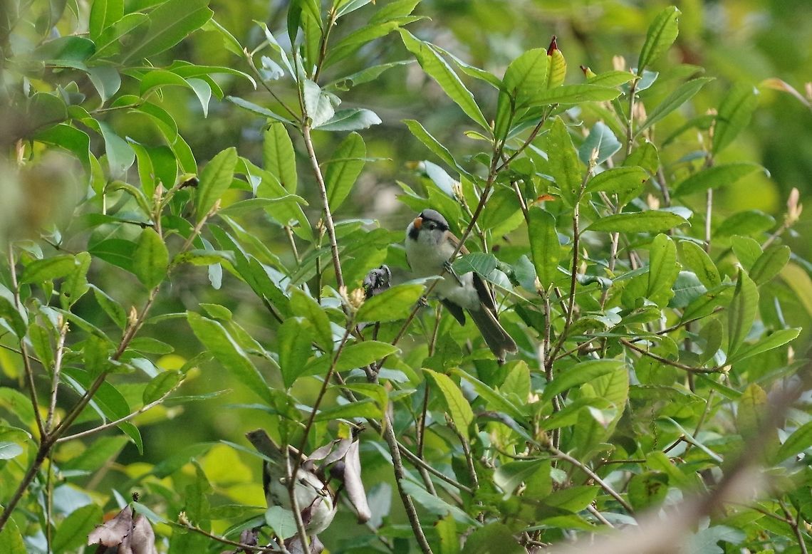Grey-headed parrotbill (Psittiparus gularis) Dhakphel road, Zhemgang province, Bhutan. May 2, 2015  Bhutan,Geotagged,Grey-headed parrotbill,Psittiparus gularis,Spring