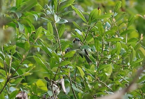 Grey-headed parrotbill (Psittiparus gularis) Dhakphel road, Zhemgang province, Bhutan. May 2, 2015  Bhutan,Geotagged,Grey-headed parrotbill,Psittiparus gularis,Spring