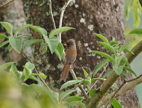 Rusty-fronted barwing (Actinodura egertoni) Dhakphel road, Zhemgang province, Bhutan. May 2, 2015 Actinodura egertoni,Bhutan,Geotagged,Rusty-fronted barwing,Spring